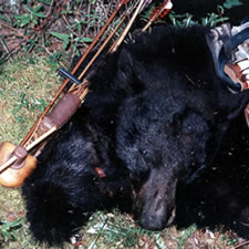 Bowhunting Bear