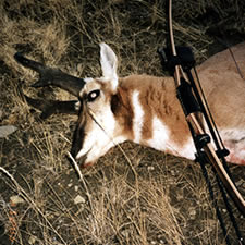 Bowhunting Deer